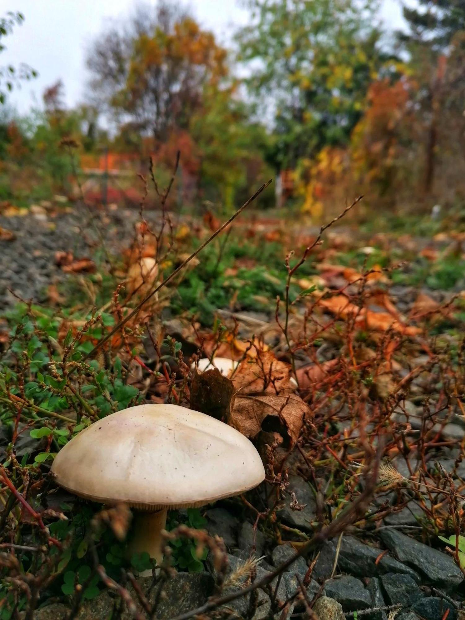Barkoca Es Szepkilatas Vendeghaz / Cabin Verőcemaros Exteriér fotografie